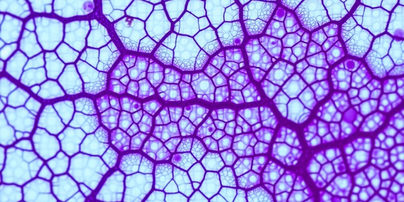 Histology - Connective Tissue (Part 1)