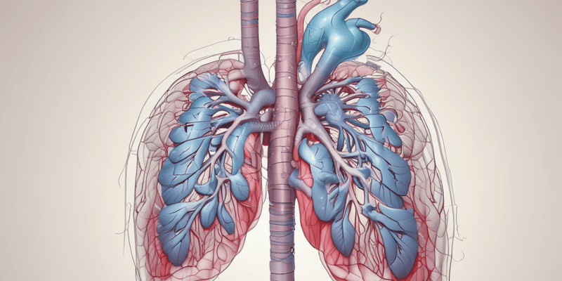 Cardiovascular and Respiratory System Overview