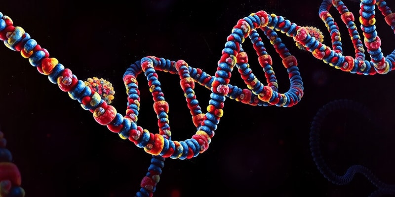 Biology Chapter: Nucleic Acids and Structures