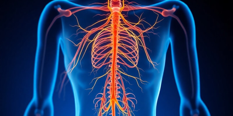 Somatic Nervous System Overview