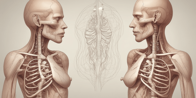 Human Anatomy: The Lungs