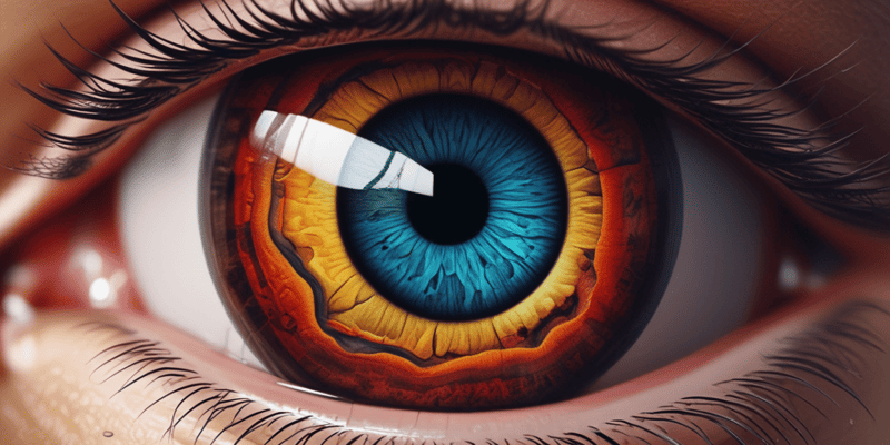 Eye Anatomy and Retinal Organization Quiz