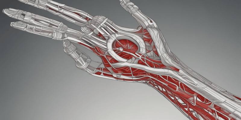 Ninja Nerd - Circulatory System | Arteries & Veins of the Upper & Lower Limbs | Wire Man Model
