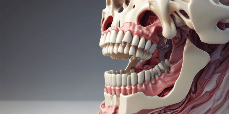 Dentin Anatomisi