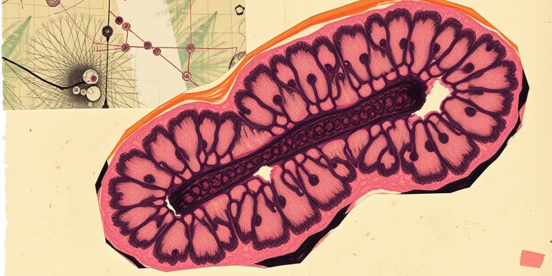 Histology Overview: Tissue Types and Functions