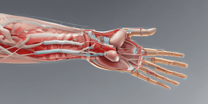 Wrist Imaging and Anatomy