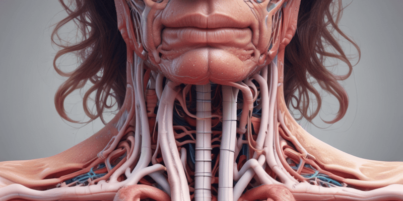 Respiratory System Anatomy: Trachea, Bronchi, and Larynx Structure