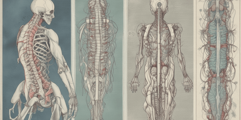 Il Midollo Spinale: Anatomia e Struttura