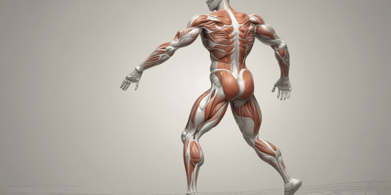 Anatomy of Extensor Muscles in Pelvic Limb