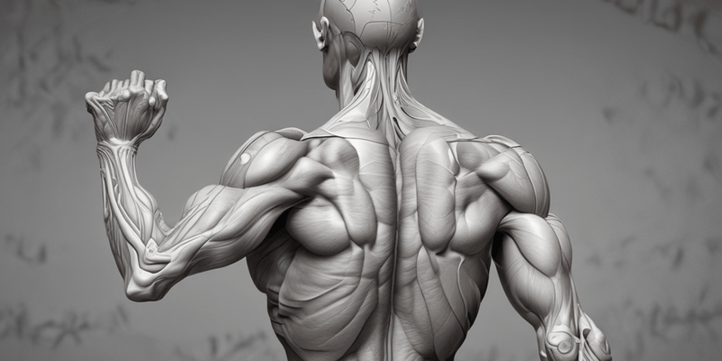 Anatomy of the Shoulder Muscles