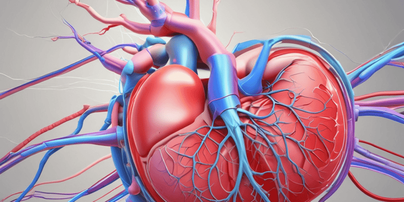 Cardiac Conduction System and Phases Quiz