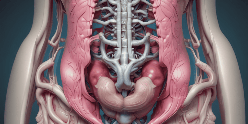 Pelvic Organs Anatomy