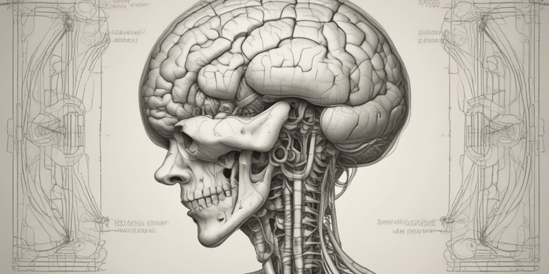 Brainstem and Cranial Nerves Quiz
