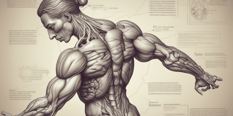 Muscular System 1.1