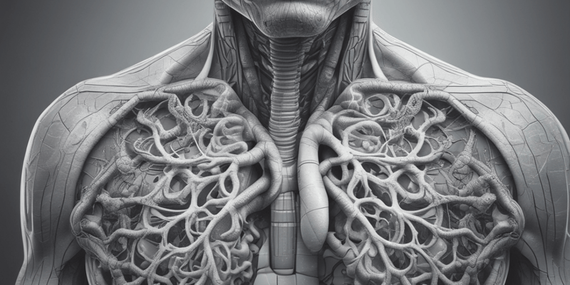 Anatomy. Respiratory System.