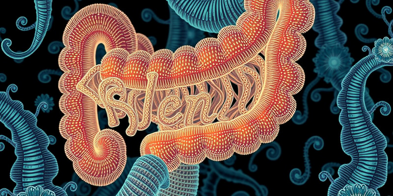 Biology Chapter on Absorption in the Ileum