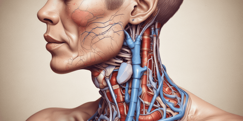 Endocrine System: Thyroid Gland Anatomy and Function