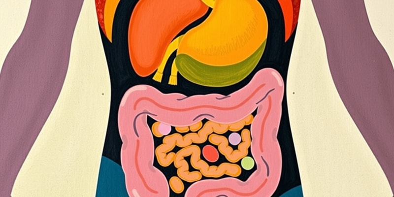 Digestive System Overview