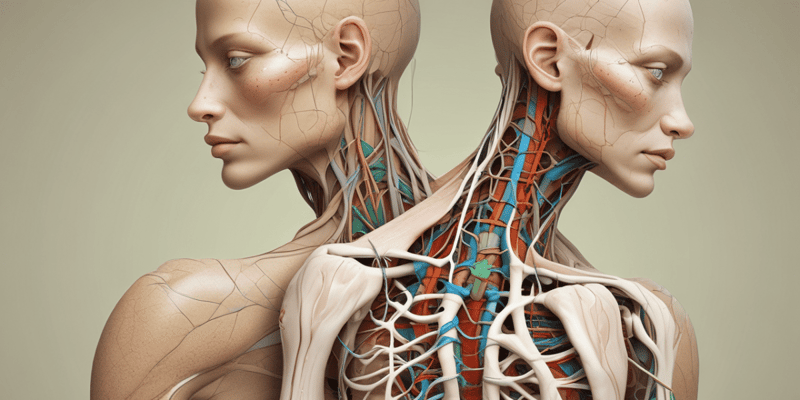Assessing Lymphatic System with Palpation