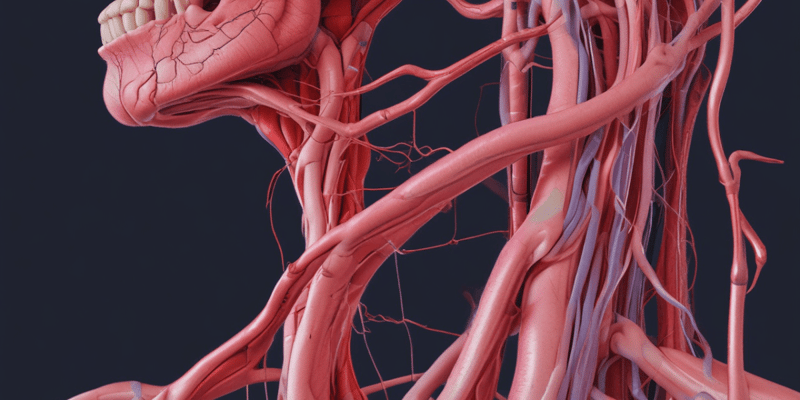 Innominate and Common Carotid Arteries Anatomy