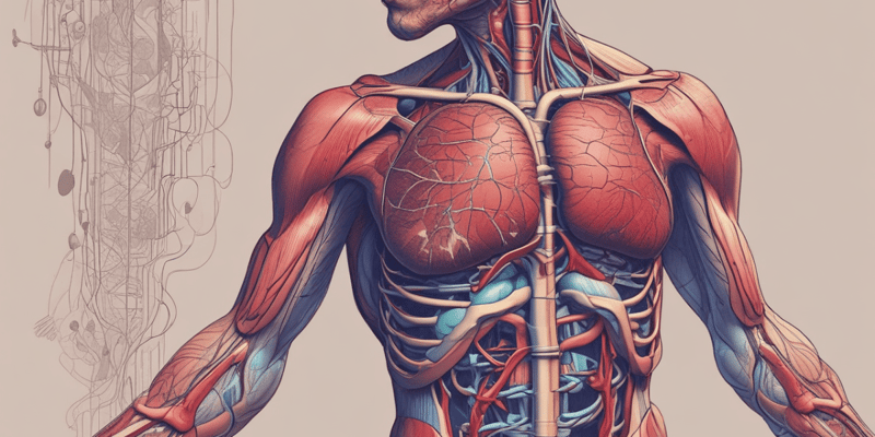 Cardiovascular System Quiz