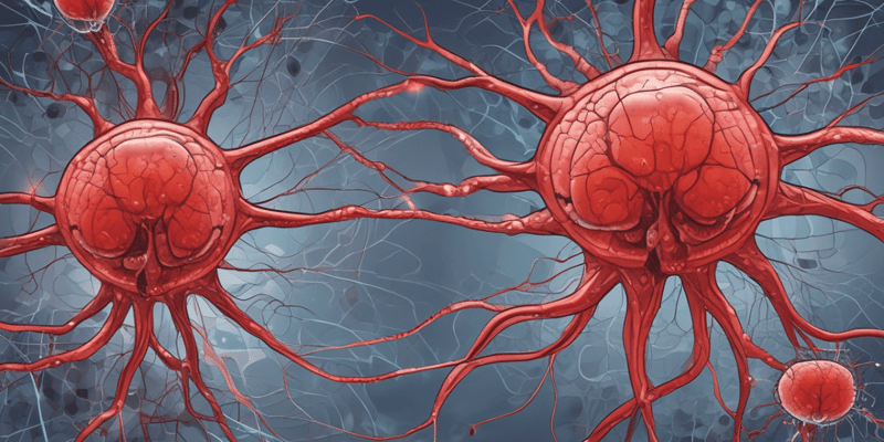 CNS Development and Blood-Brain Barrier Quiz