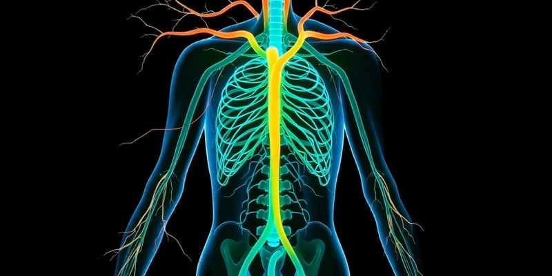 Human Circulatory and Nervous Systems