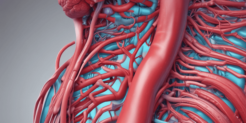 Anatomy of the Aorta and Aortic Pathologies