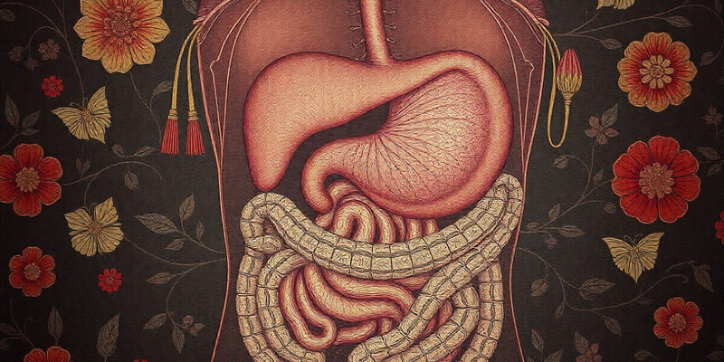 Digestive System Overview