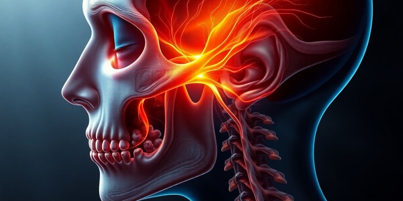 Trigeminal Nerve Maxillary Branch (V2)