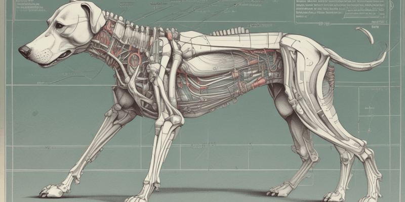 Anatomy of Dog Muscles: Hip and Femur