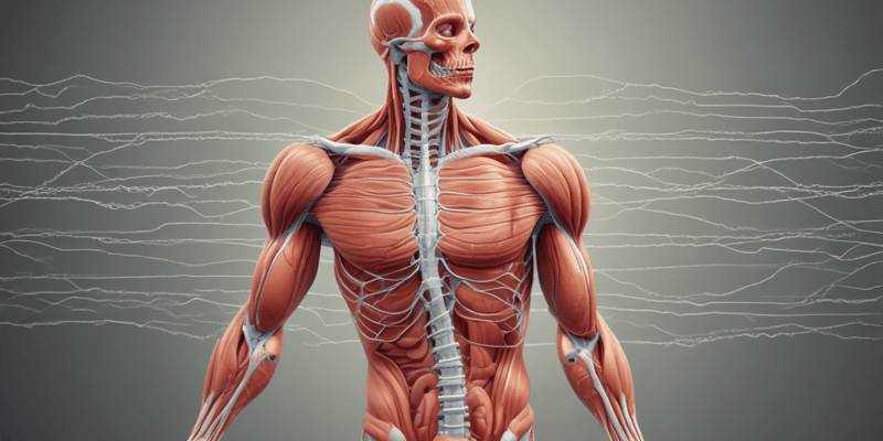 Muscular System and Muscle Fiber Function Quiz