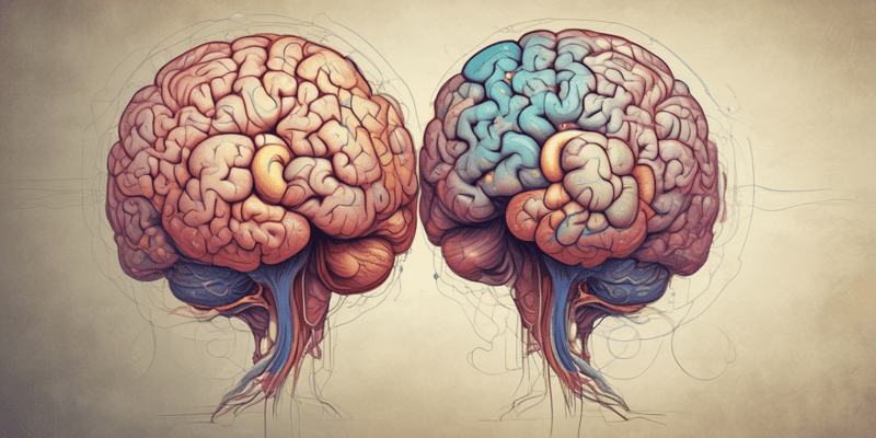 Brain Hemispheres, Myofascial System, and Nervous System Quiz