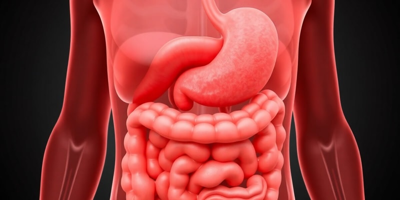 Digestion Overview Quiz