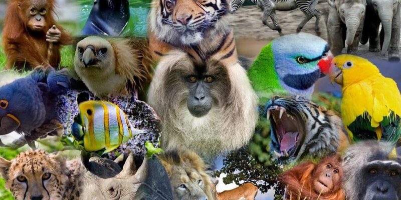 Зоология: наука о животном мире