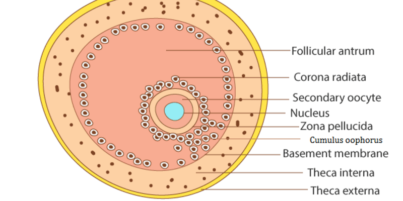 reproductive fucntions