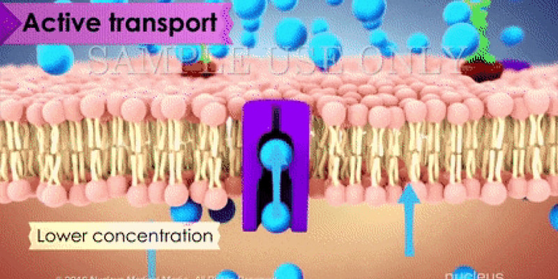 Biology Diffusion Process