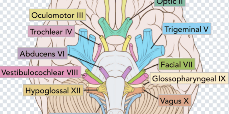 Cranial Nerves