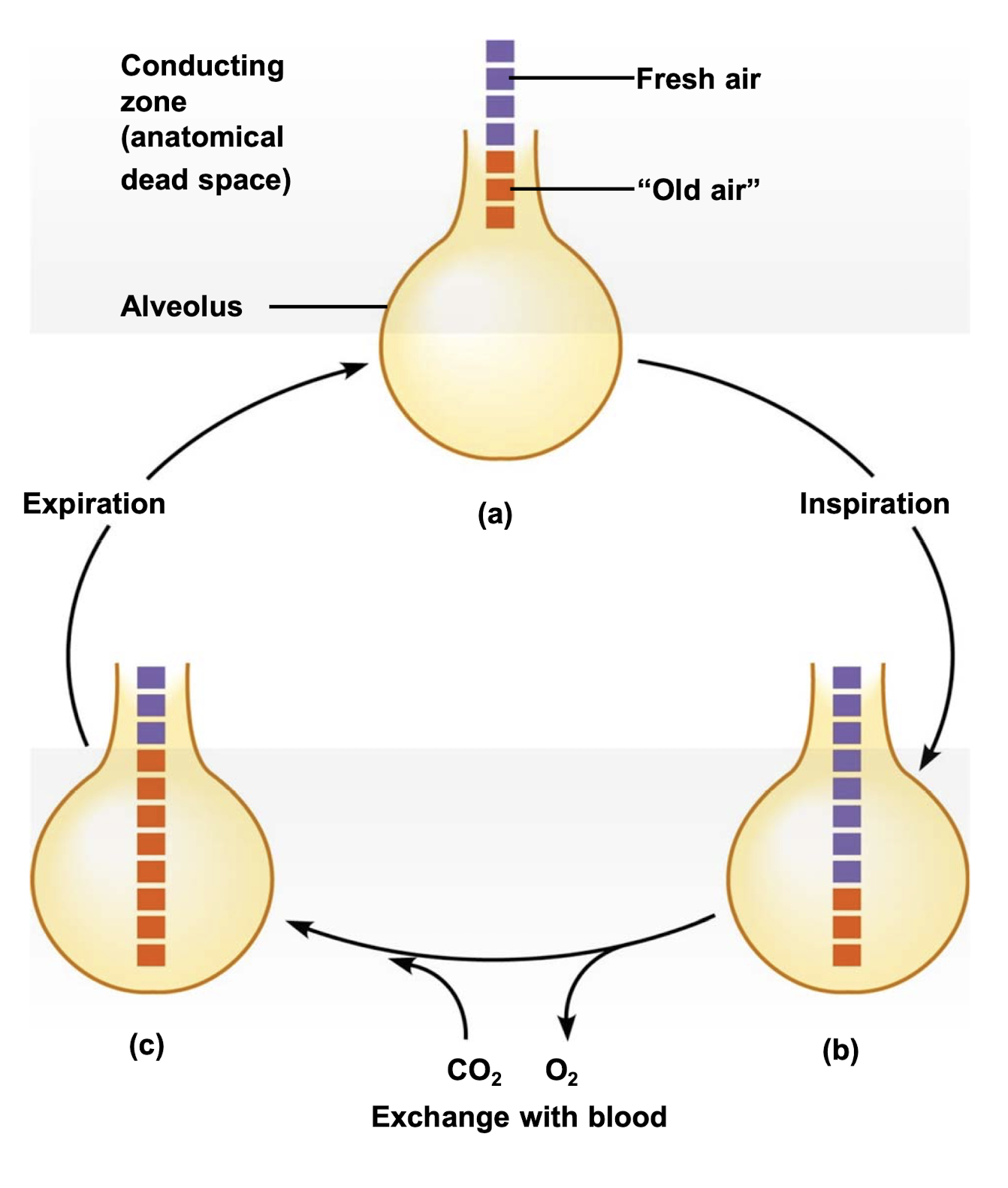 What do parts (a), (b), and (c) mean in the diagram of respiratory